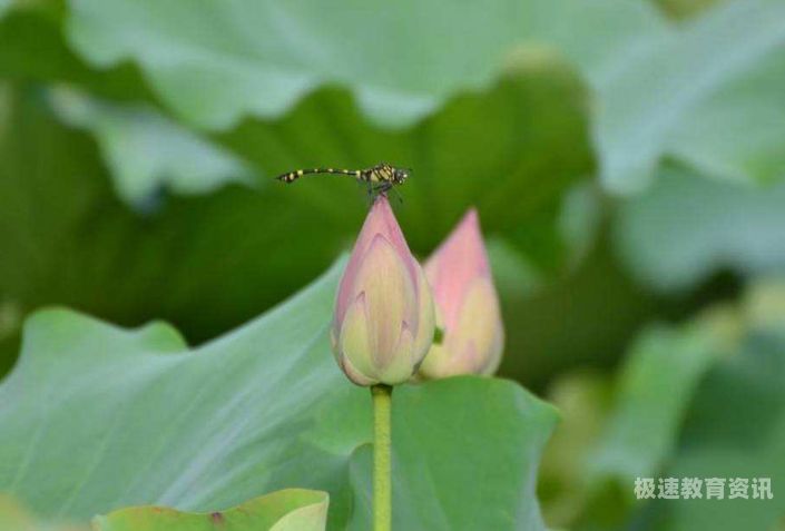 陪读古诗小池（小池古诗诵读）