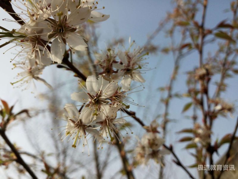 踏花归来散文（踏花归来马蹄阅读三年级）