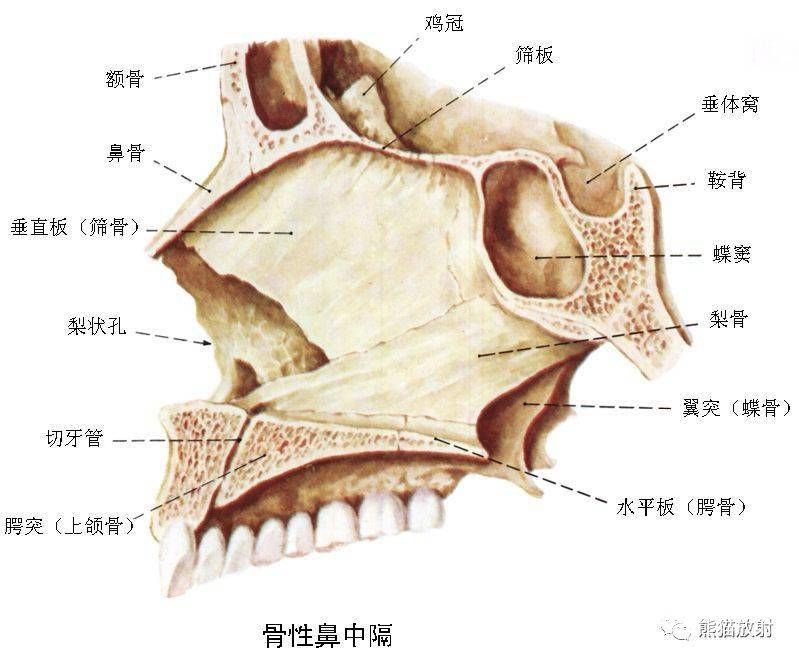 眼眶由哪些骨构成（眼眶由哪些骨构成图片）